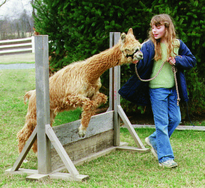 We can halter train your alpaca