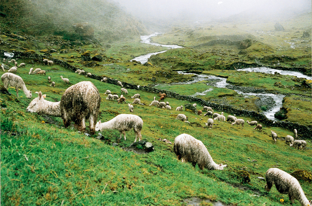 Alpacas grazing in the Andean highlands