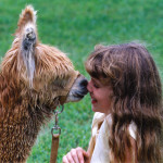 Alpacas are typically gentle around children